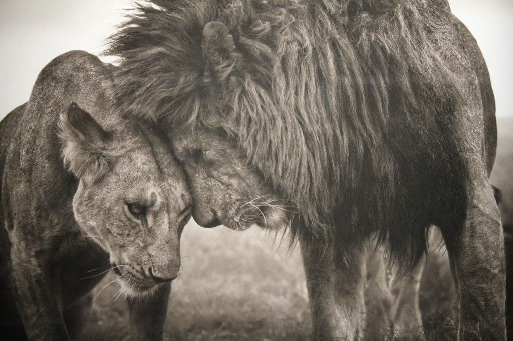 Lion couple by Nick Brandt
